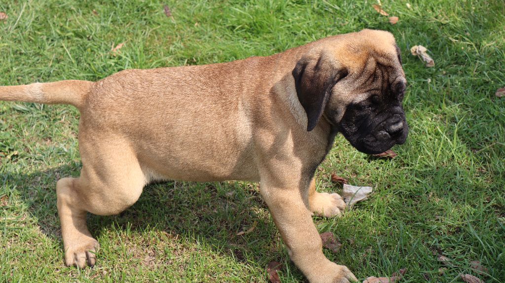 des Jardins D'Atlantis - Chiots disponibles - Bullmastiff