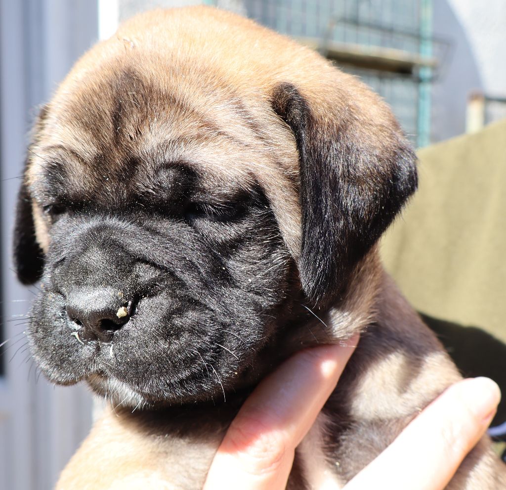 des Jardins D'Atlantis - Chiots disponibles - Bullmastiff