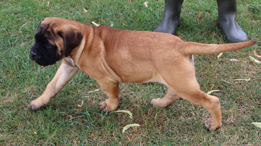des Jardins D'Atlantis - Chiots disponibles - Bullmastiff
