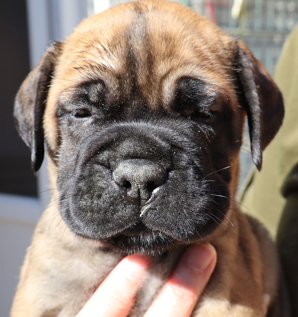 des Jardins D'Atlantis - Chiots disponibles - Bullmastiff