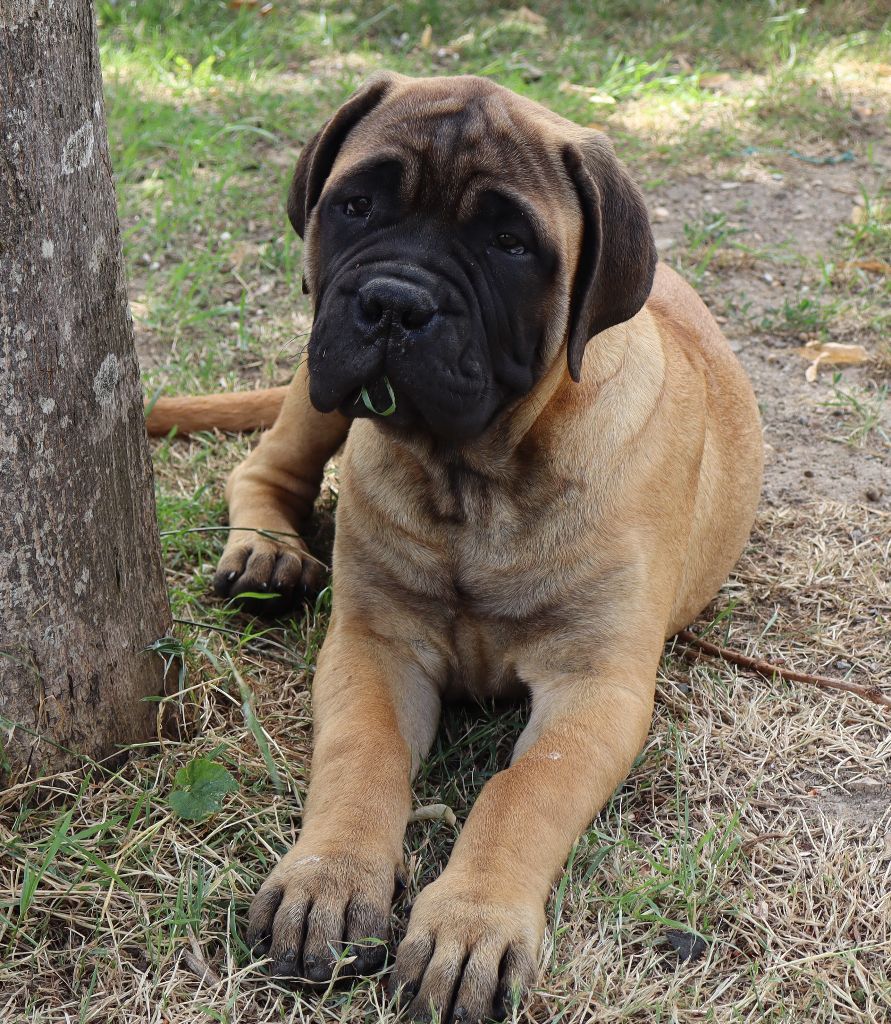 des Jardins D'Atlantis - Chiots disponibles - Bullmastiff