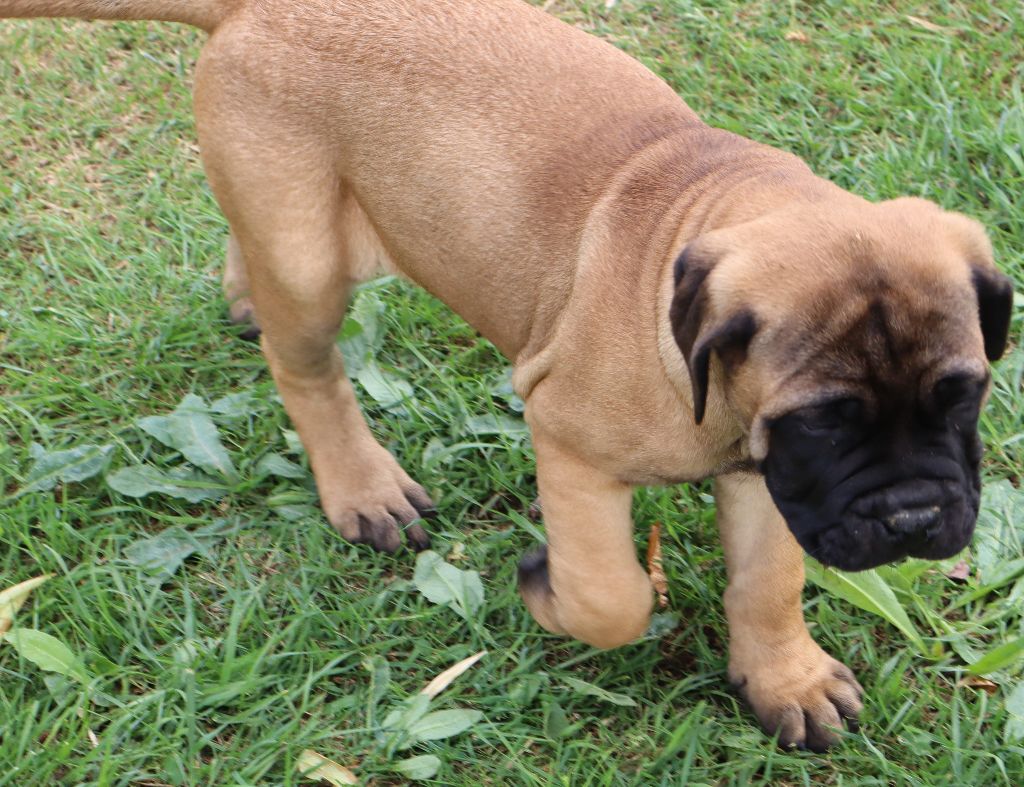 des Jardins D'Atlantis - Chiots disponibles - Bullmastiff