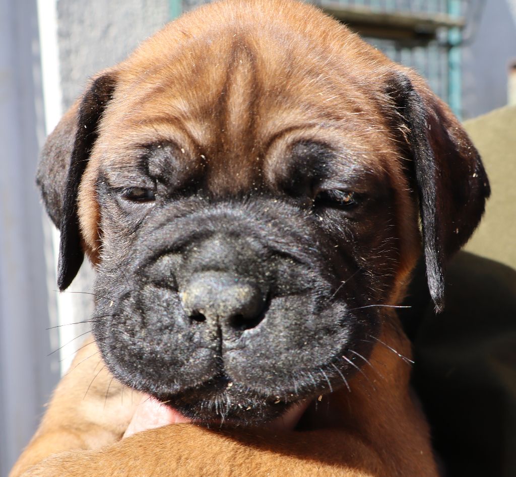 des Jardins D'Atlantis - Chiots disponibles - Bullmastiff