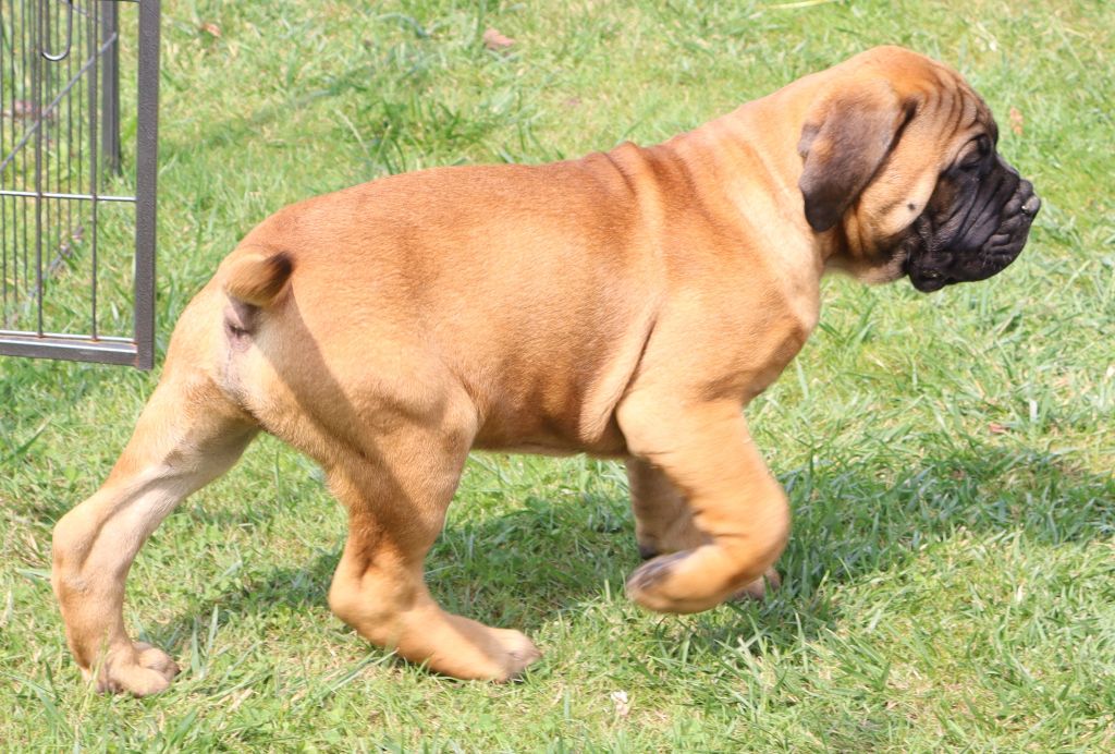 des Jardins D'Atlantis - Chiots disponibles - Bullmastiff