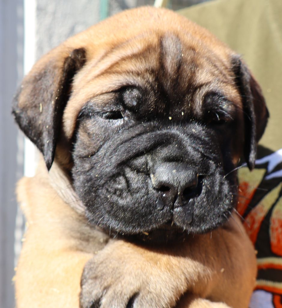 des Jardins D'Atlantis - Chiots disponibles - Bullmastiff