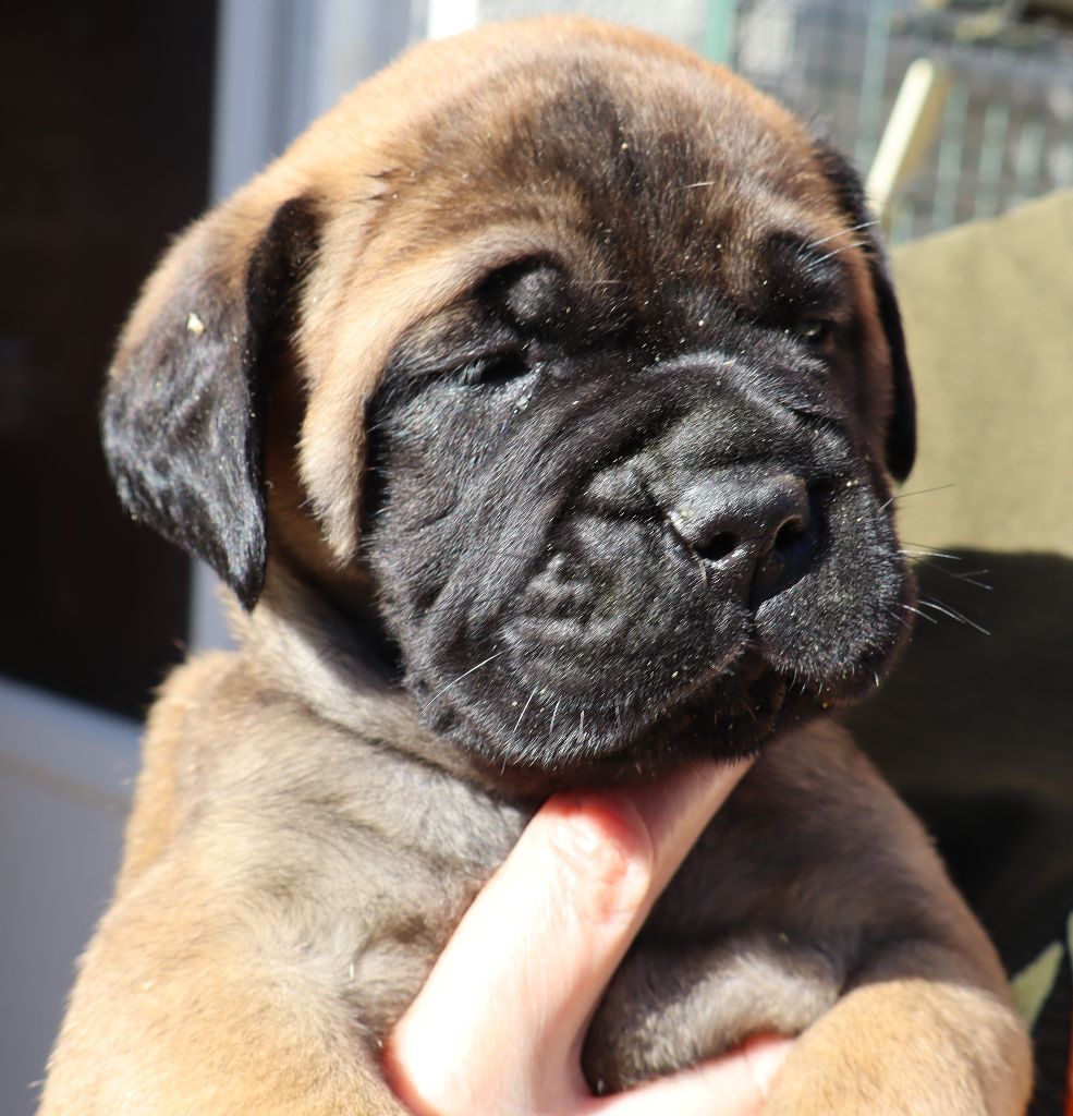 des Jardins D'Atlantis - Chiots disponibles - Bullmastiff